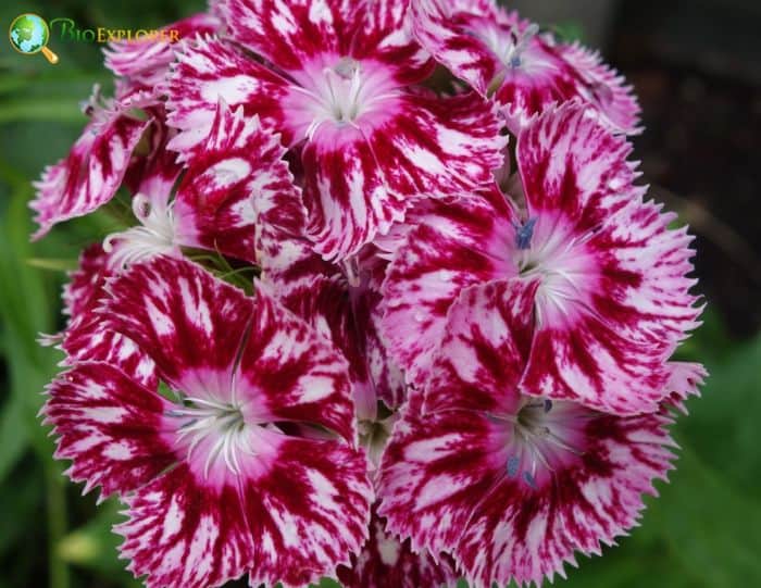 Sweet William