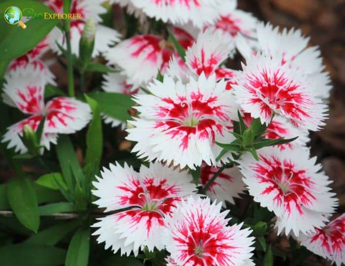 Sweet William Flowers