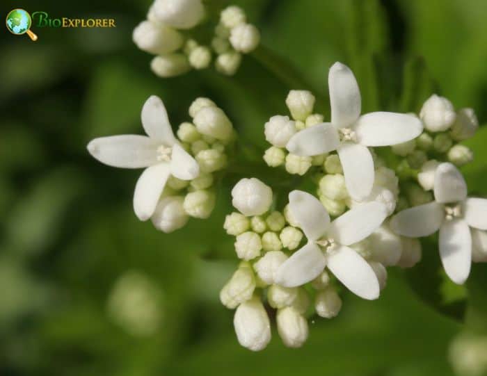 Sweet Woodruff Flowers