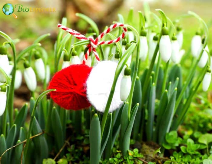 Symbolism Of Snowdrop