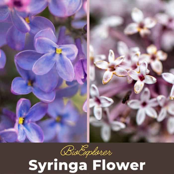 Syringa