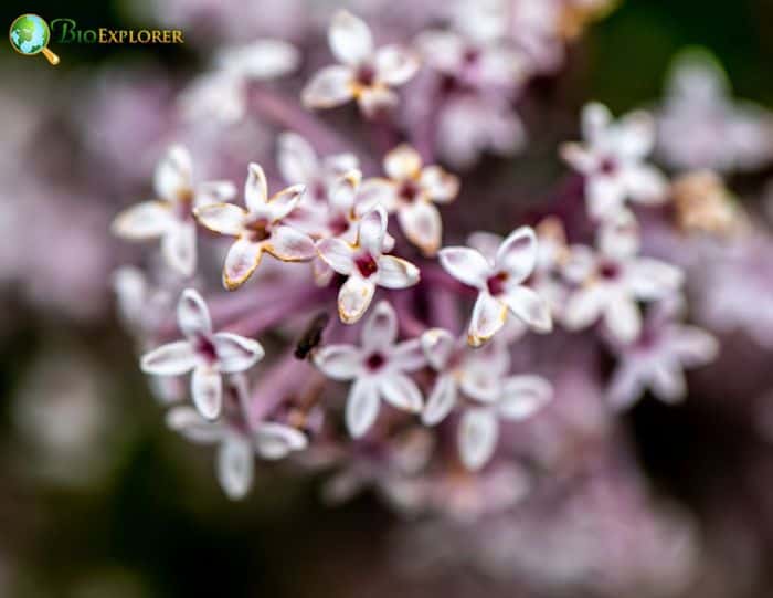 Syringa