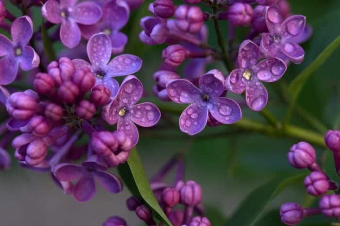 Syringa Vulgaris