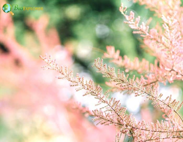 Tamarix Shrubs 