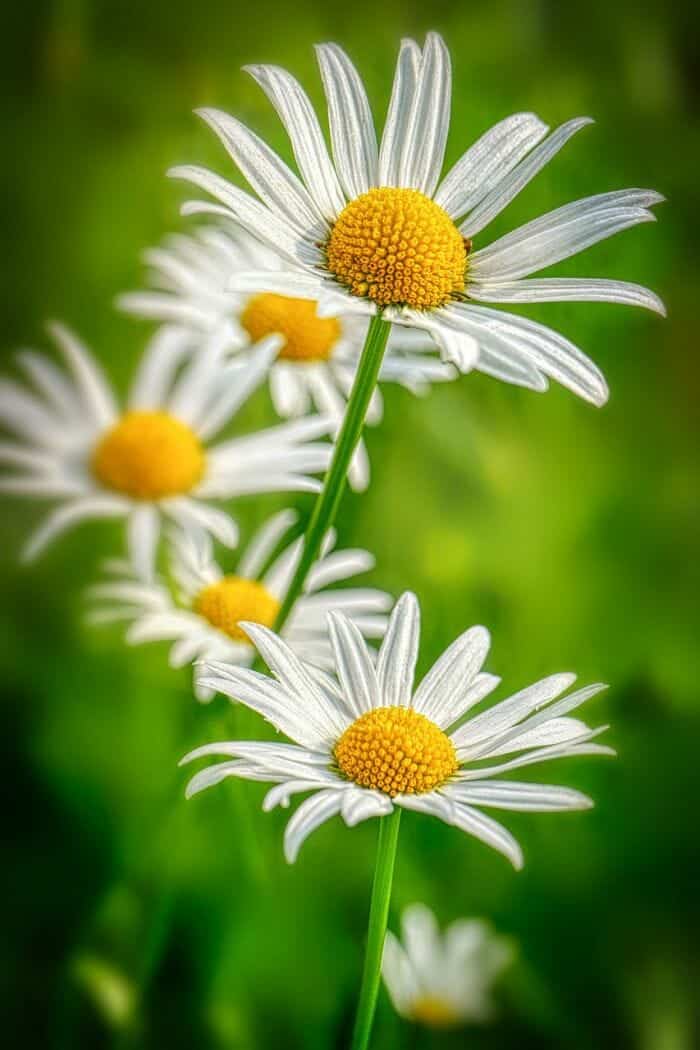 Tanacetum Parthenium