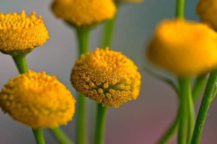 Tanacetum Vulgare