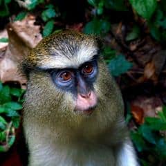 Tantalus Monkey