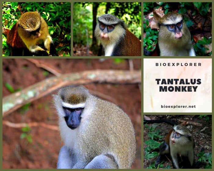 Tantalus Monkey