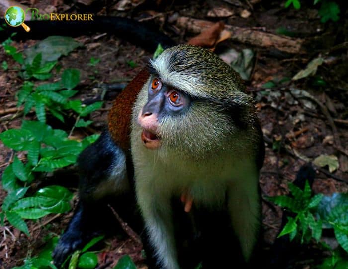 Tantalus Monkey