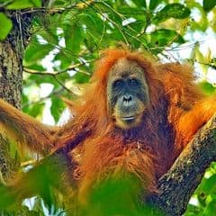 Tapanuli Orangutan