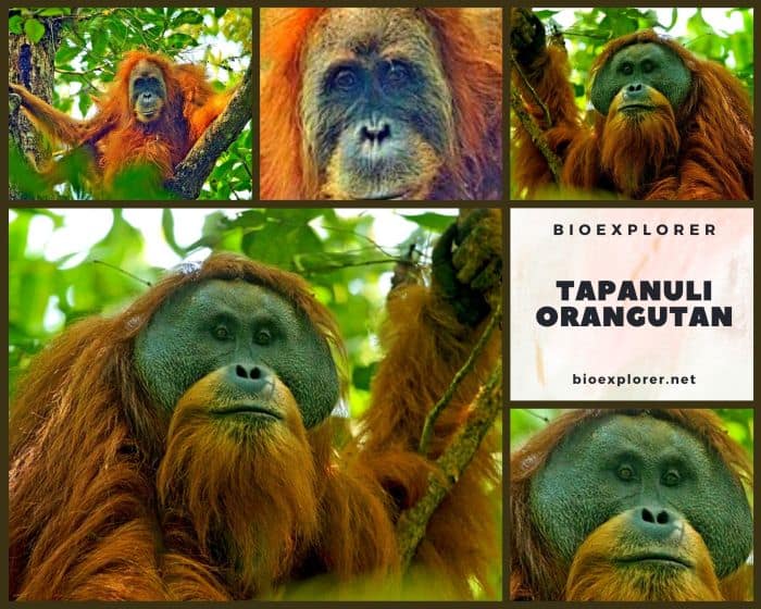 Tapanuli Orangutan