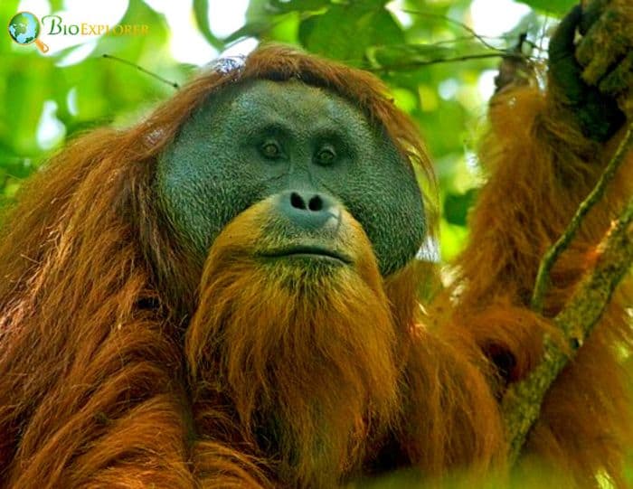 Tapanuli Orangutan