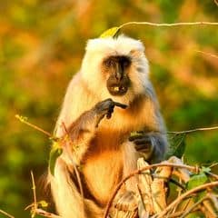 Tarai Gray Langur