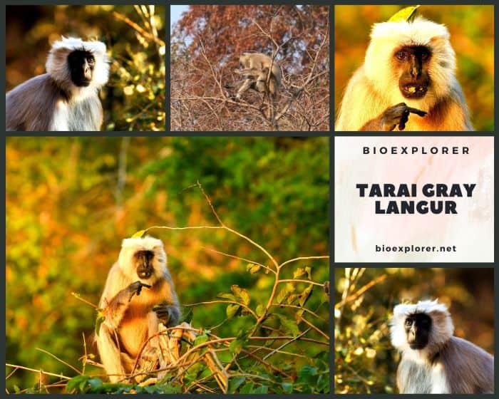 Tarai Gray Langur