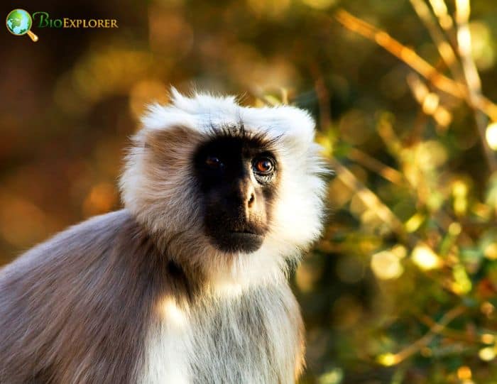 Tarai Gray Langur