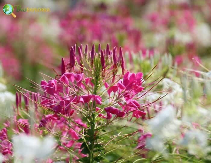 Tares Flowers