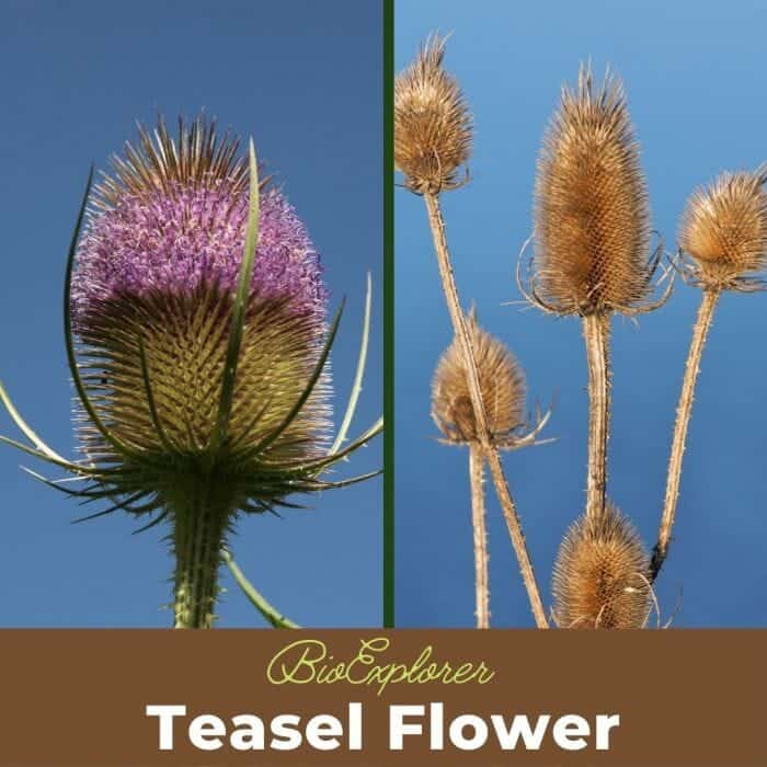 Teasel