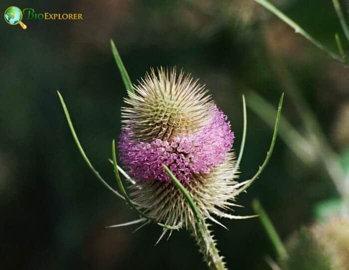 Teasel Flower