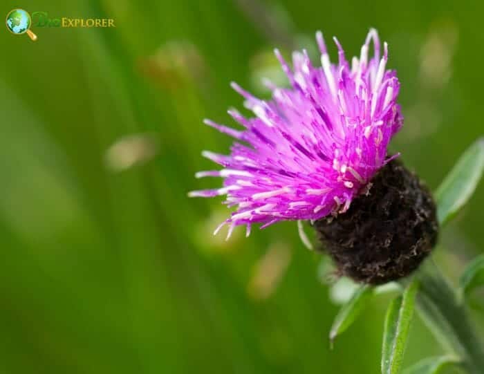 Teasel Flowers