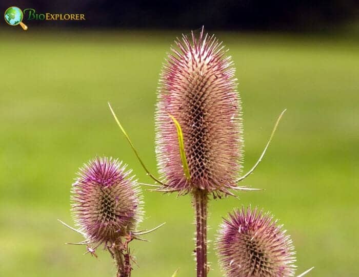 Teasel Flowers