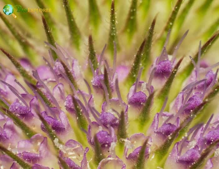 Teasel