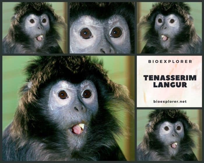 Tenasserim Langur