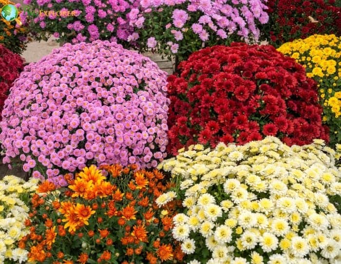 The Chrysanthemum November Birth Flower