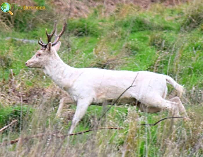 The Fascination With Albino Deer