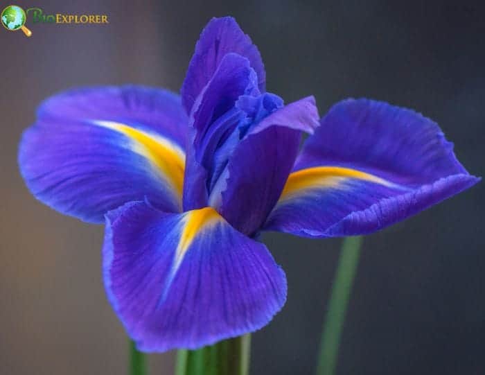 The Iris A Flower Of Purity and Loyalty