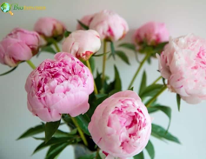 The Peony November Birth Flower