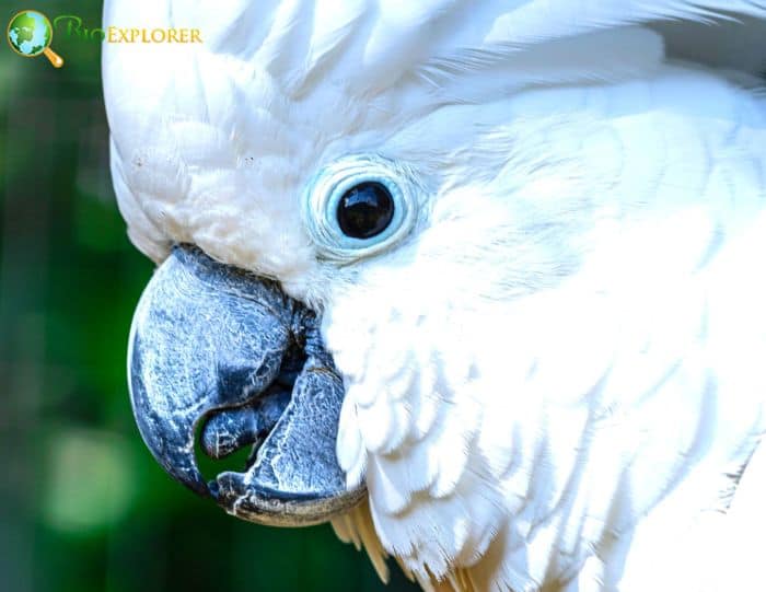 The Umbrella Cockatoo A Close Relative