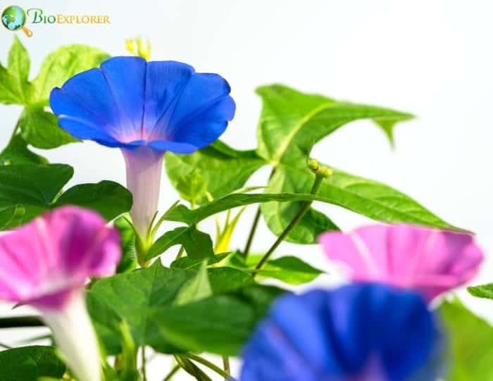 The Meaning Behind Morning Glory Colors