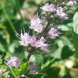 Thomandersia flower (Thomandersiaceae)