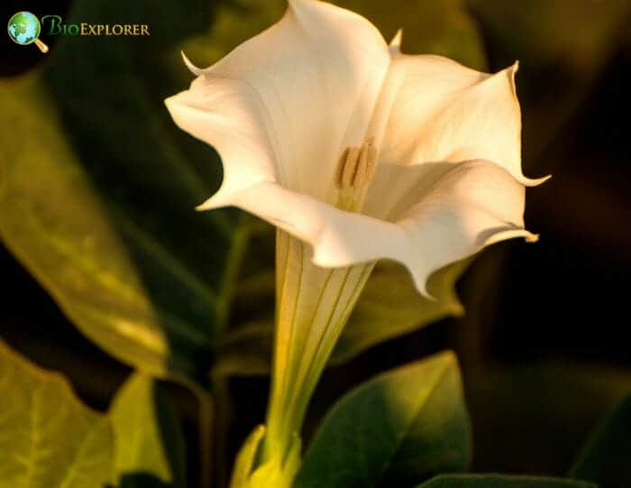 Thornapple Datura Stramonium