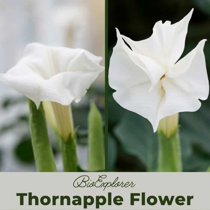 Thornapple