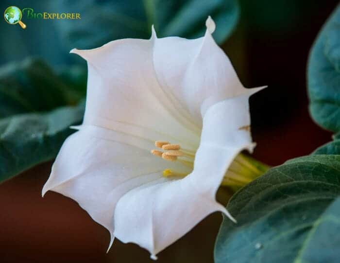 Thornapple Flowers