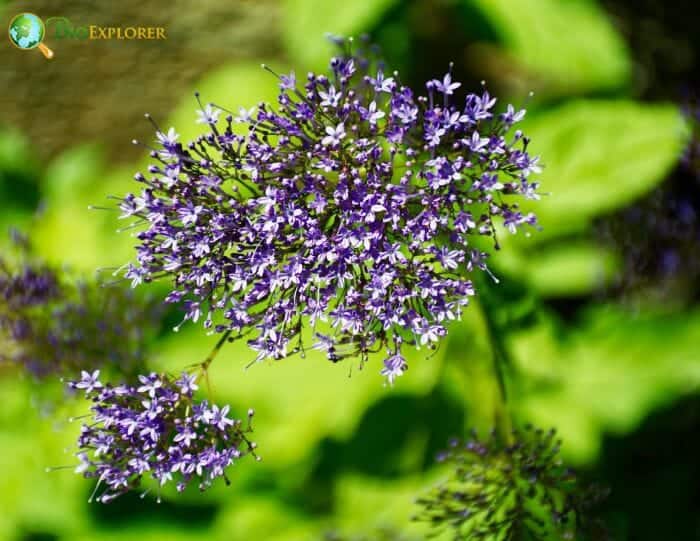 Throatwort Flowers