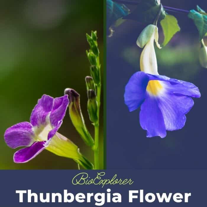 Thunbergia