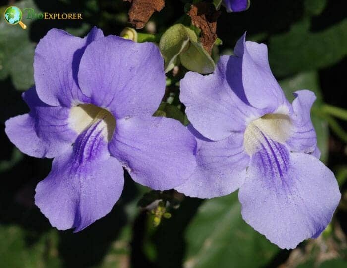 Thunbergia Flowers