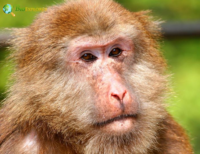 Tibetan Macaque Monkey