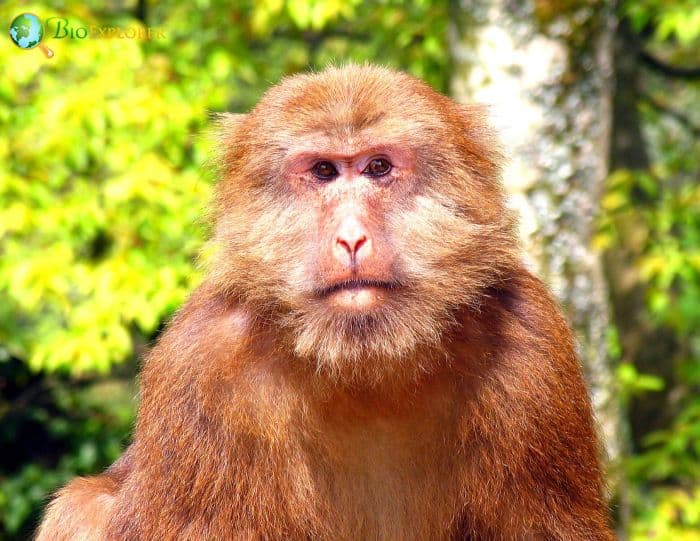 Tibetan Macaque