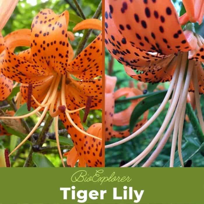 Tiger Lily