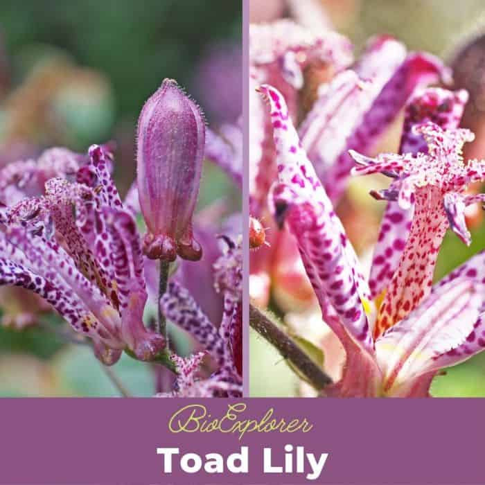 Toad Lily