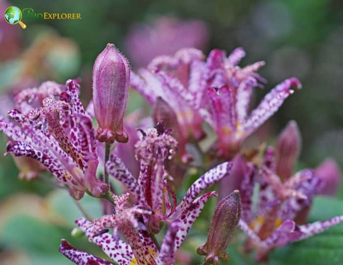 Toad Lily