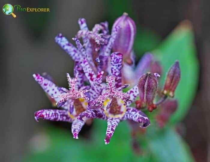 Toad Lily Flowering Plants