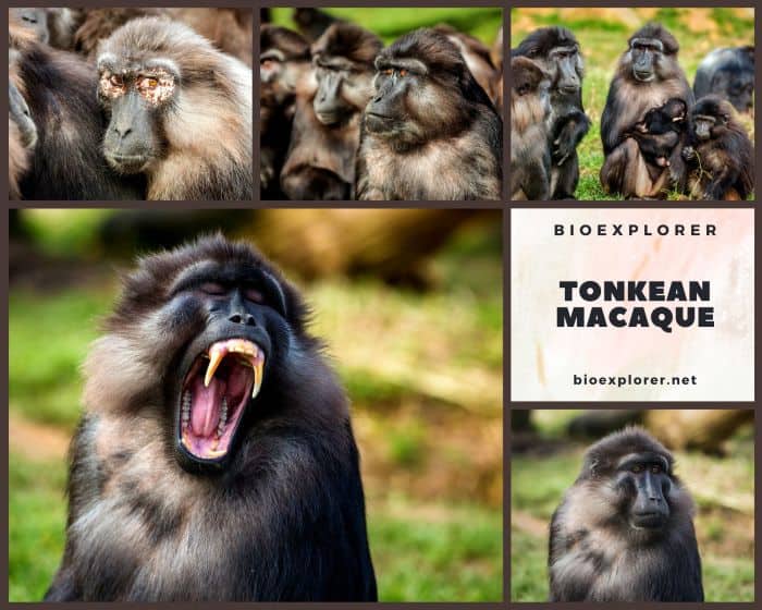 Tonkean Macaque