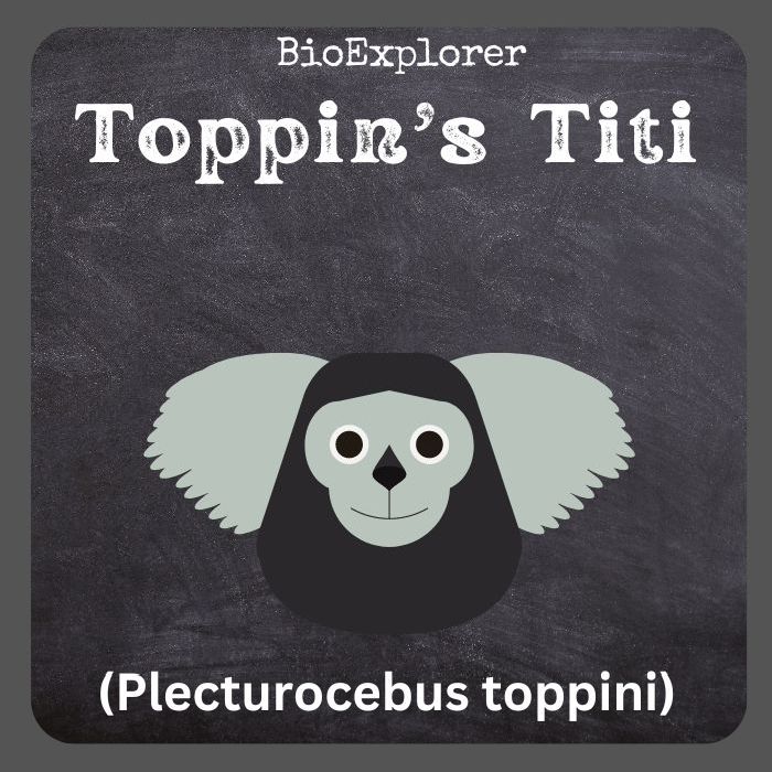 Toppin's Titi