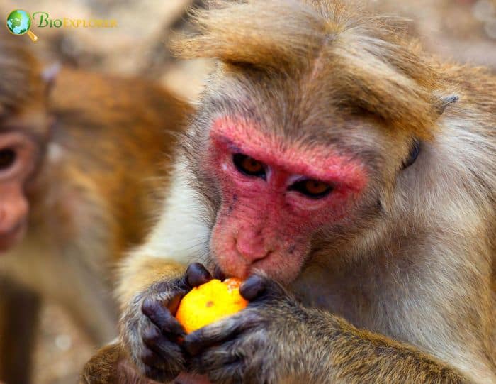 Toque Macaque Facts