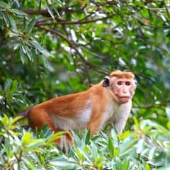 Toque Macaque