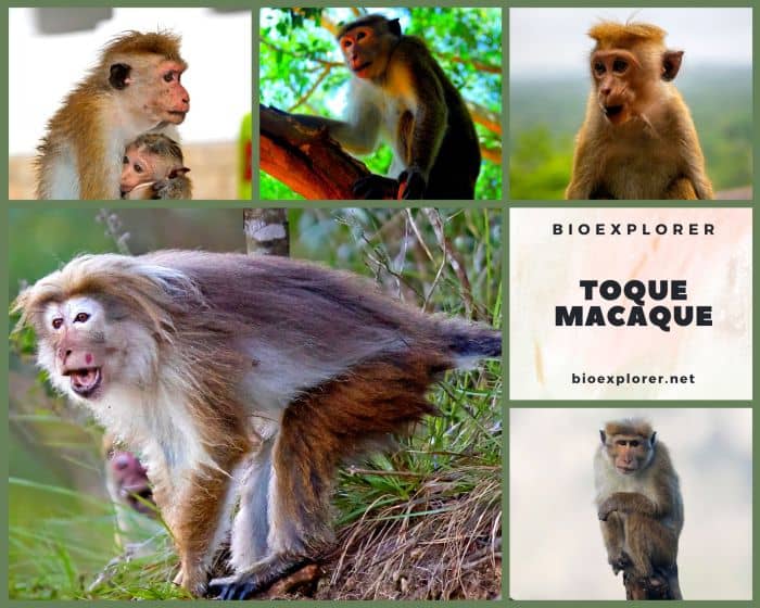 Toque Macaque